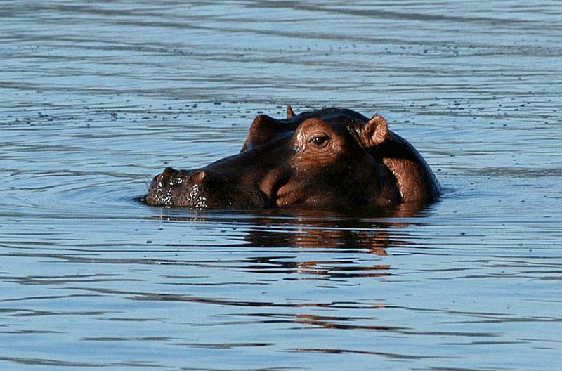 hippo in Akagera Nationa Park