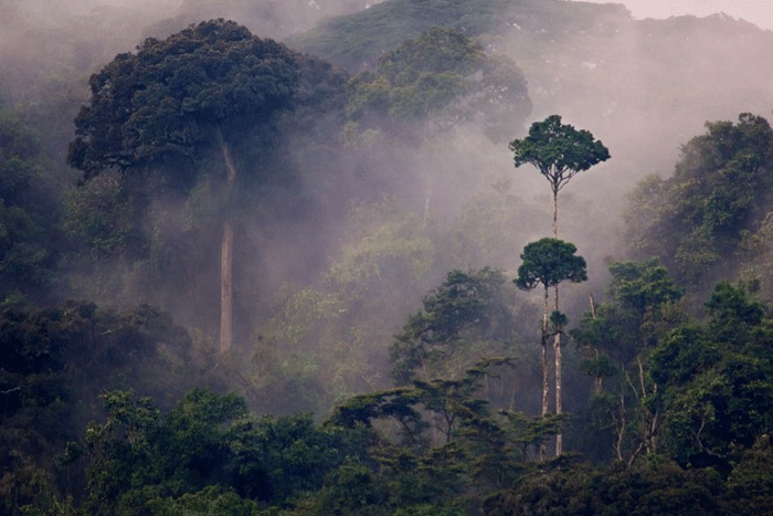 Nyungwe forest National Park